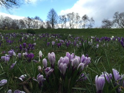 Spring flowers in the park, Manchester
