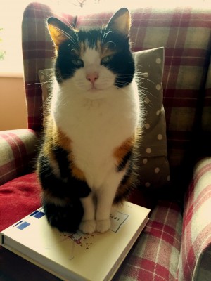 The Bump Class: Book Review