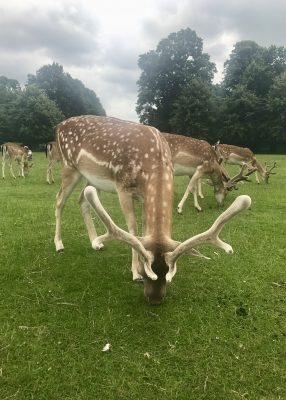 Deer close up at Dunham Massey