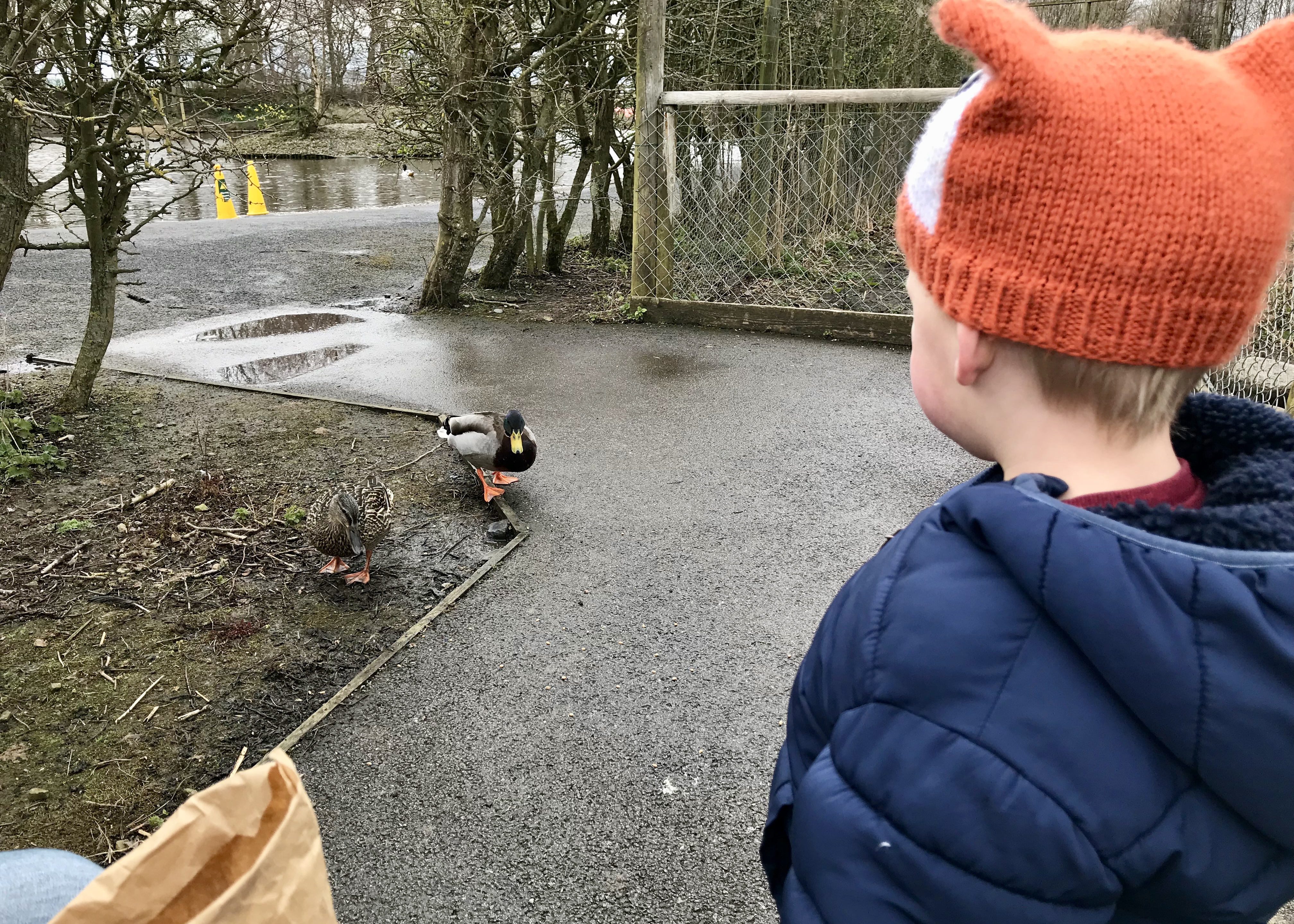 Feeding the ducks at Martin Mere