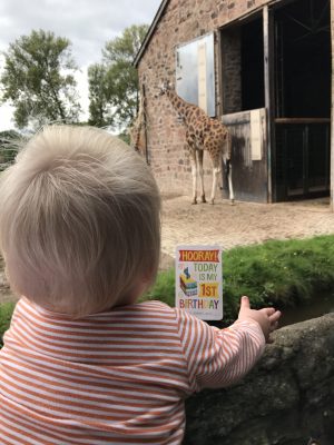 First Birthday with the giraffes at Chester Zoo