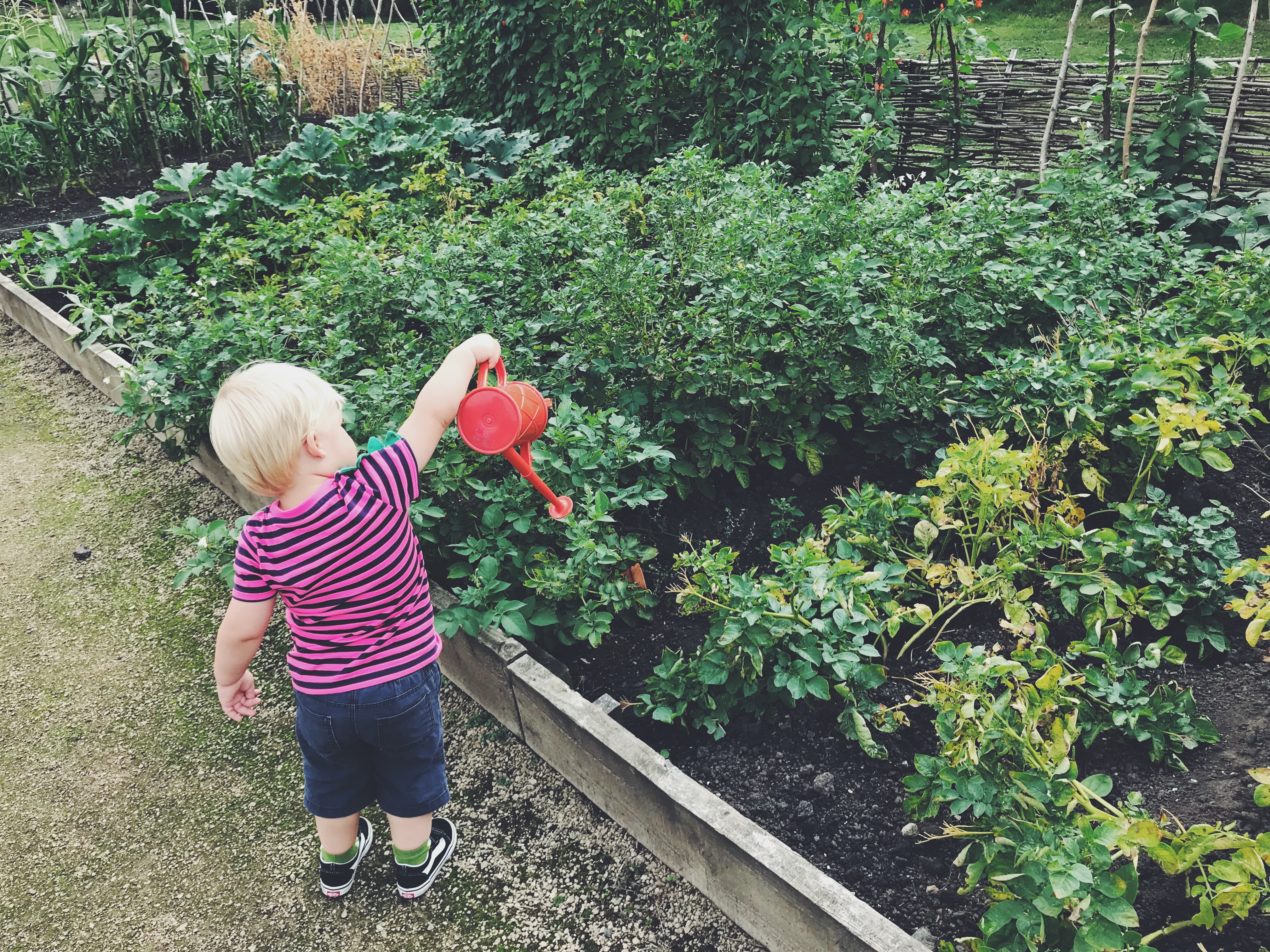 Tall Boy watering the garden at Ordsall Hall