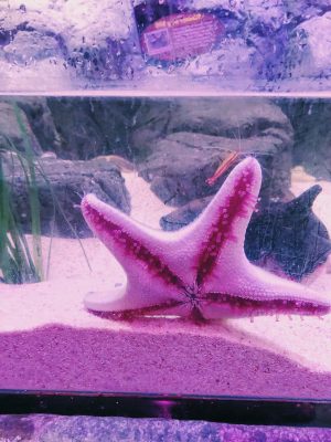Up close with a star fish