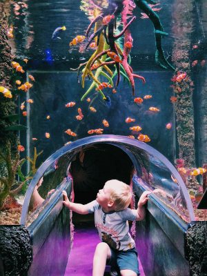 Clown fish in mini ocean tunnel